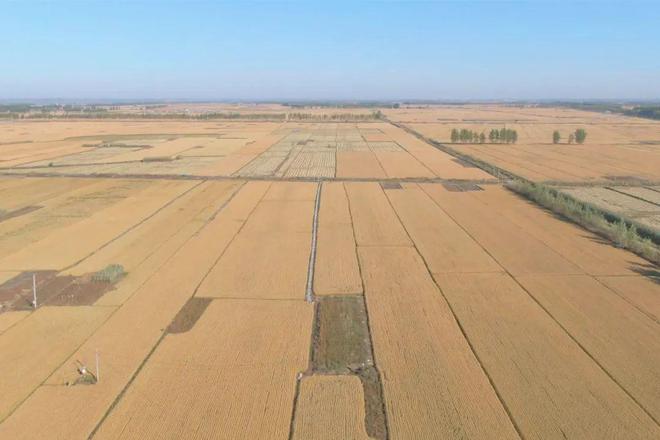 系列报道《回望2024 奋进北林》之三:现代农业提质增效 筑牢粮食安全基石(图3) 系列报道《回望2024 奋进北林》之三:现代农业提质增效 筑牢粮食安全基石(图3)